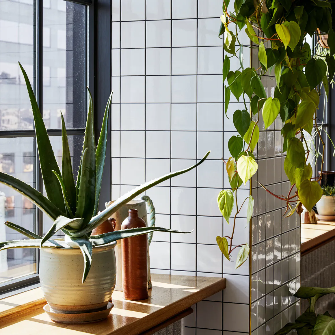 Cacti sit on a sunny windowsill